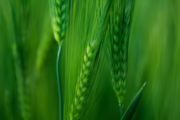 Getreide Weizen Gerste Roggen Gras Feld Acker Landwirtschaft Ähren Gräser