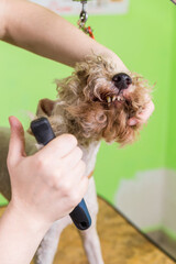 Combing hair brush on the dog's face.