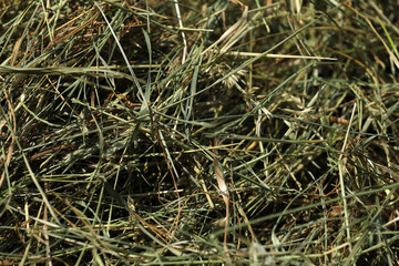 Heu Ernte auf dem Feld