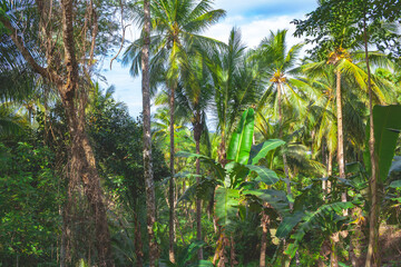 Palm trees scenery in Siargao, Philippines