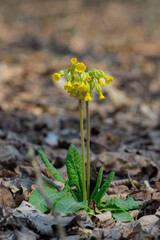 
forest yellow flower with green leaves in dry leaves
