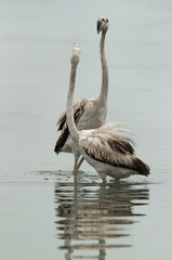 Greater Flamingos Juvenile friendly fight while feeding