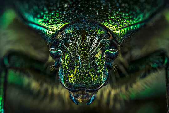 Fotografia macro de un peque&ntilde;o escarabajo verde