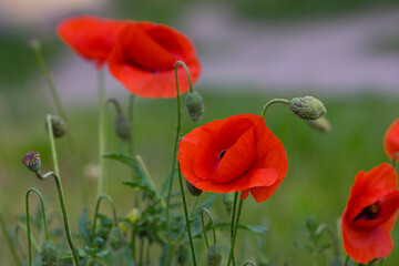 
red field poppies on a green background