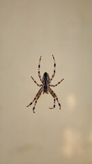 Shot of a European garden spider. Copy space for text.