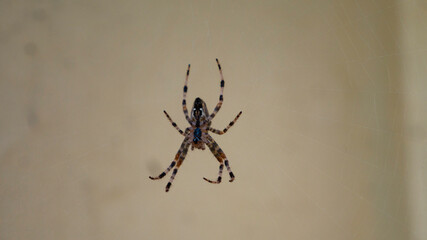 Shot of a European garden spider. Negative space. 