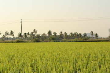 wheat field in the morning in davangere india