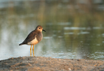 White-tailed Lapwingat Alba marsh