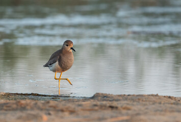 White-tailed Lapwing, Bahrain