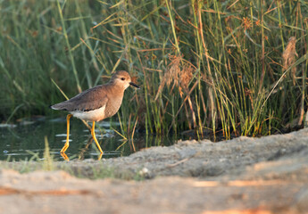 White-tailed Lapwing at Asker marsh, Bahrain