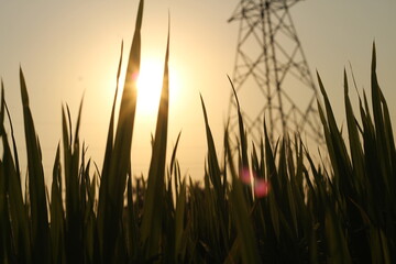 wheat field at sunset in davangere india