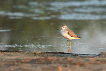 Marsh Sandpiper, Bahrain
