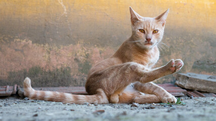 A striped orange male cat on a street.