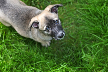 Obraz premium Little cute puppy on a green lawn looks up with sad eyes.