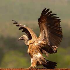 White-Backed Vulture landing in Zimanga Game Reserve in Kwa Zulu Natal in South Africa