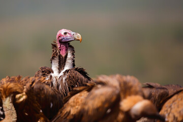 Portrait of a Lappet-faced Vulture standing between white backed vultures in Zimanga Game Reserve in Kwa Zulu Natal in South Africa