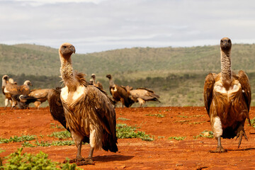 White-Backed Vulture standing on the ground with other vultures in the background in Zimanga Game...