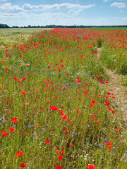 Getreide- und Mohnblumenfeld