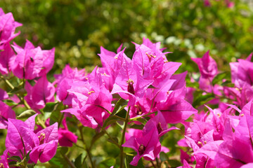 Pink purple or fuchsia colored bougainvillea blossoms with driying flowers, ready to seed, on a bright sunny day in Greece.