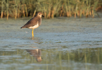 White-tailed Lapwing at Alba Marsh, Bahrain
