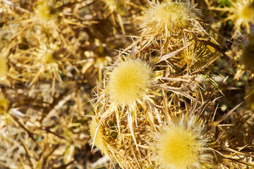Detail of wild growing, golden yellow thistle buds drying in the mediterranean sun in Greece.