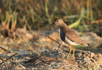 White-tailed Lapwing