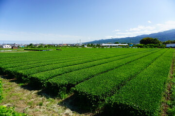 Fototapeta na wymiar 収穫期を迎えた茶畑