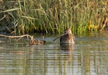 Common snipe in Alba Marsh, Bahrain