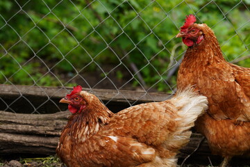 Chicken standing on a rural garden in the countryside. Close up of a chicken standing on a backyard shed with chicken coop. Free range birds