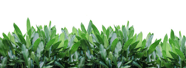 tropical green leaves of plant background