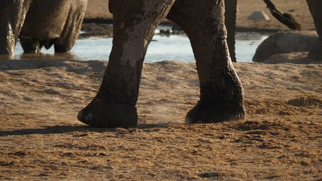 Heavy footfalls of an African elephant walking across dry ground with watering hole in the background.