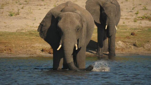 A female elephant standing in the middle of Chobe River while her mate watches from the riverbank. Botswana.