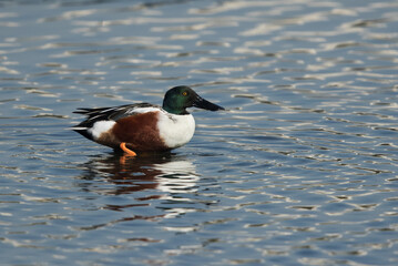 Northern Shoveler at Tubli, Bahrain