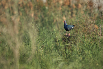 A pair of Swamphen, Bahrain