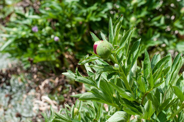red bud at a peony shrub in sunlight