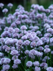 Obraz premium Decorative onion grows and blooms on a flowerbed in the garden