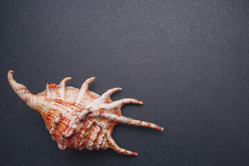 Sea shell on a dark background, flat lay