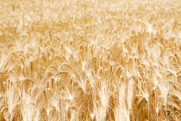 wheat in the field