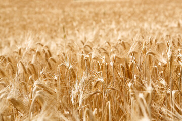wheat in the field