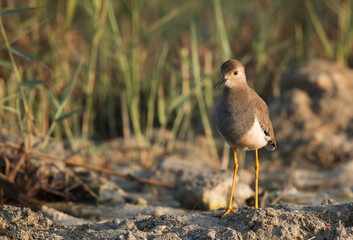 Beautiful White-tailed Lapwing