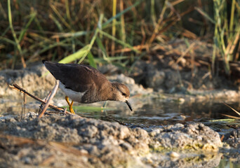 White-tailed Lapwing feeding