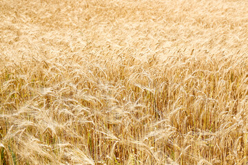 wheat in the field