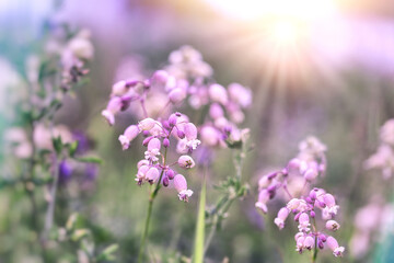 Fototapeta na wymiar Flower bells, purple flower bell, purple bells lit by sunlight