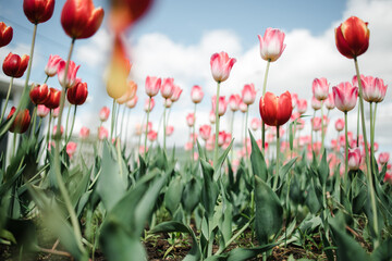 Fototapeta premium pink and scarlet tulips in the garden against the blue sky