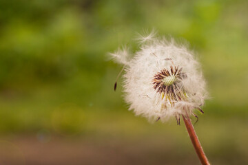 one dandelion on the background of a meadow