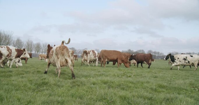 Happy crazy cattle cow jumping in field of grass in the Netherlands SLOW MOTION / 4K / UHD