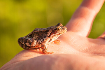 the frog is sitting in the hands of a man