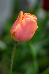 Beautiful colorful tulips on a blurred background