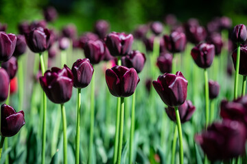Beautiful colorful tulips on a blurred background