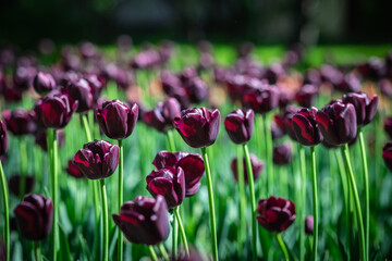 Beautiful colorful tulips on a blurred background